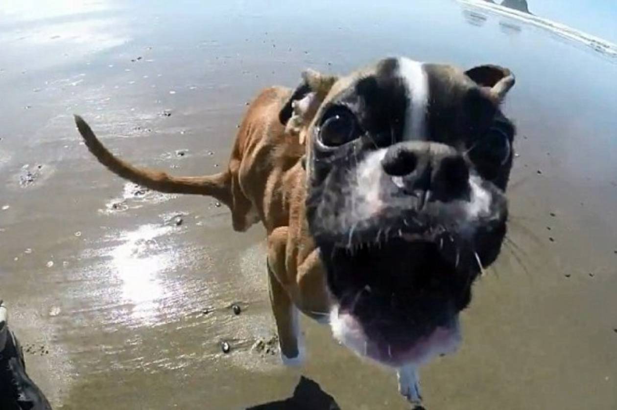 Σκύλος με δύο πόδια τρέχει στην παραλία! (video)