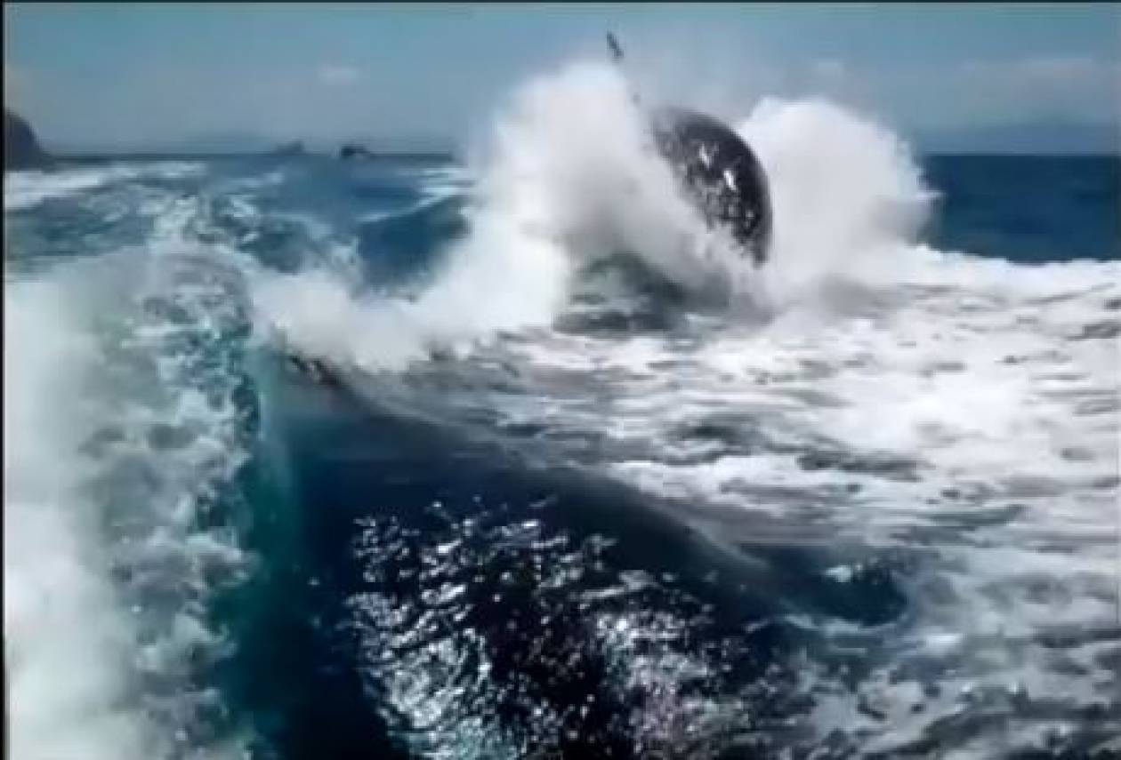 Φάλαινες-δολοφόνοι κυνηγούν... σκάφος! (vid)