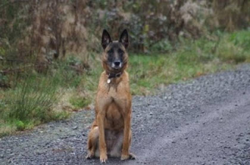 Ξάνθη: Απεγκλώβισαν σκύλο που είχε παγιδευτεί σε σωλήνα