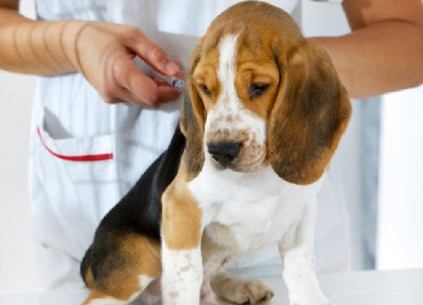 Θεσσαλονίκη: Εβδομάδα εμβολιασμού σε αδέσποτους σκύλους