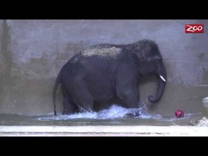 Ελέφαντας παίζει water polo (video)!