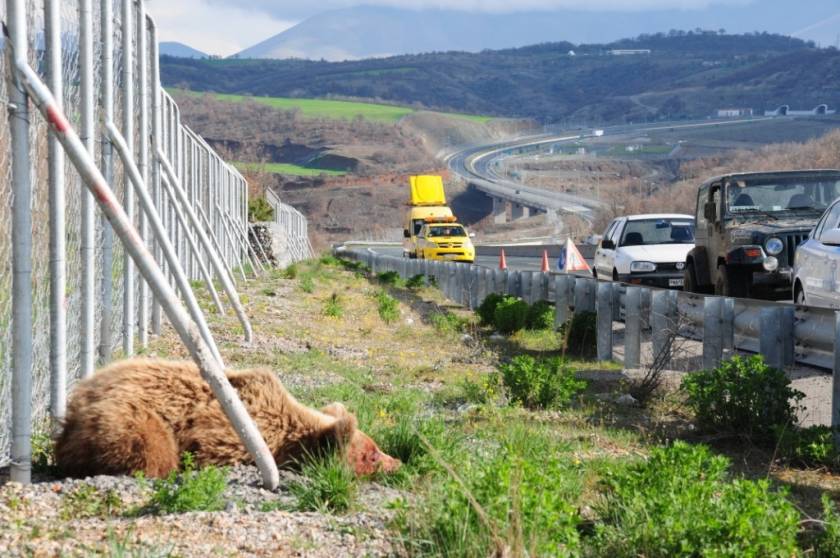 Εγνατία Οδός: Η πρώτη νεκρή αρκούδα σε τροχαίο για το 2014 (pics)