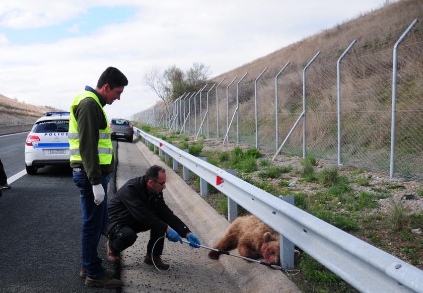 Εγνατία Οδός: Η πρώτη νεκρή αρκούδα σε τροχαίο για το 2014 (pics)