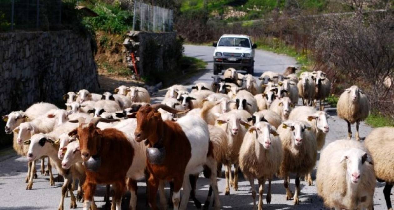Πιερία: Ανησυχητικό κρούσμα ευλογιάς σε αιγοπρόβατα στο Λιτόχωρο