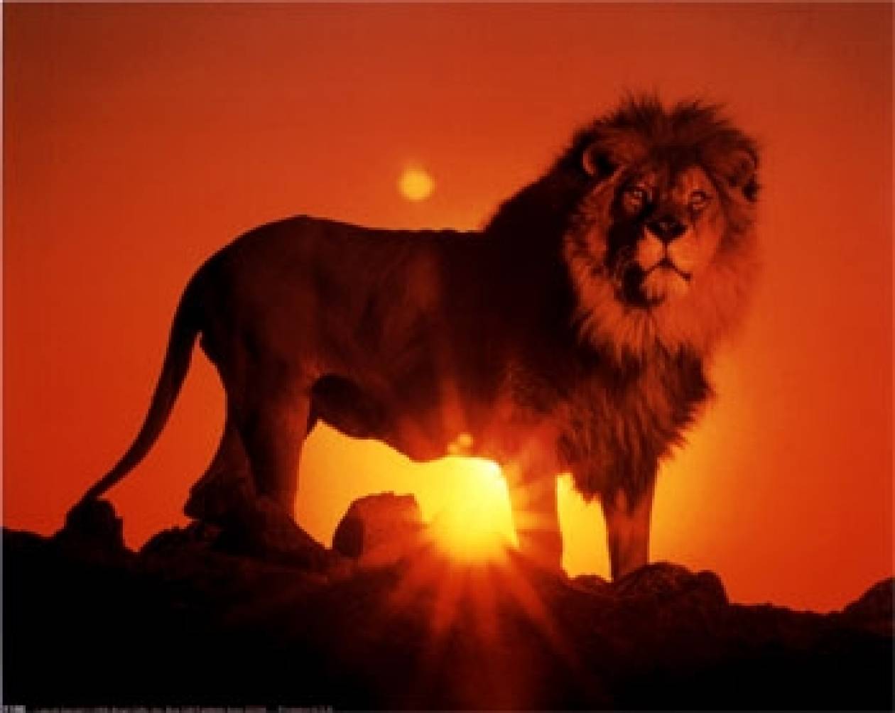 Νέα στοιχεία «φωτίζουν» την καταγωγή και εξέλιξη των λιονταριών
