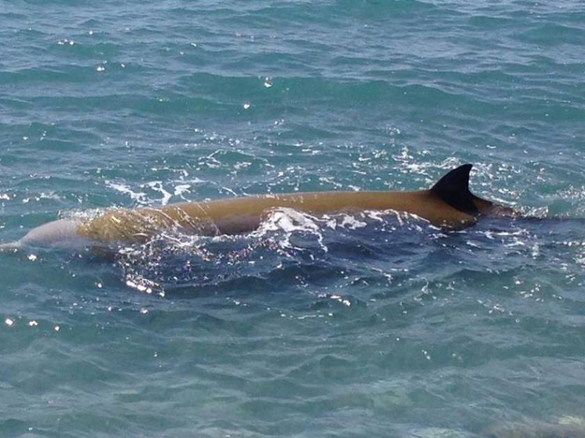 Φωτογραφίες-ΣΟΚ: Διάσωση δελφινιών στην Κρήτη-«Κοκκίνησε» η θάλασσα