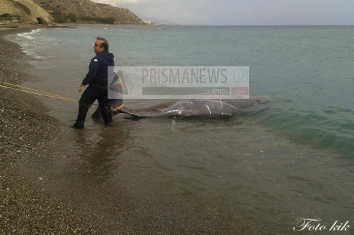 Φωτογραφίες-ΣΟΚ: Διάσωση δελφινιών στην Κρήτη-«Κοκκίνησε» η θάλασσα   