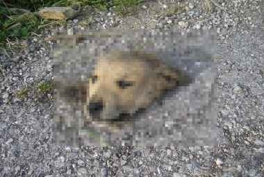 ΣΟΚΑΡΙΣΤΙΚΕΣ ΕΙΚΟΝΕΣ: Αποκεφάλισαν σκύλο στην Βούντενη Αχαΐας!