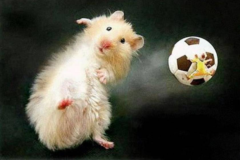 ΑΝΕΚΔΟΤΟ: Τα ποντίκια παίζουν ποδόσφαιρο και ξαφνικά...