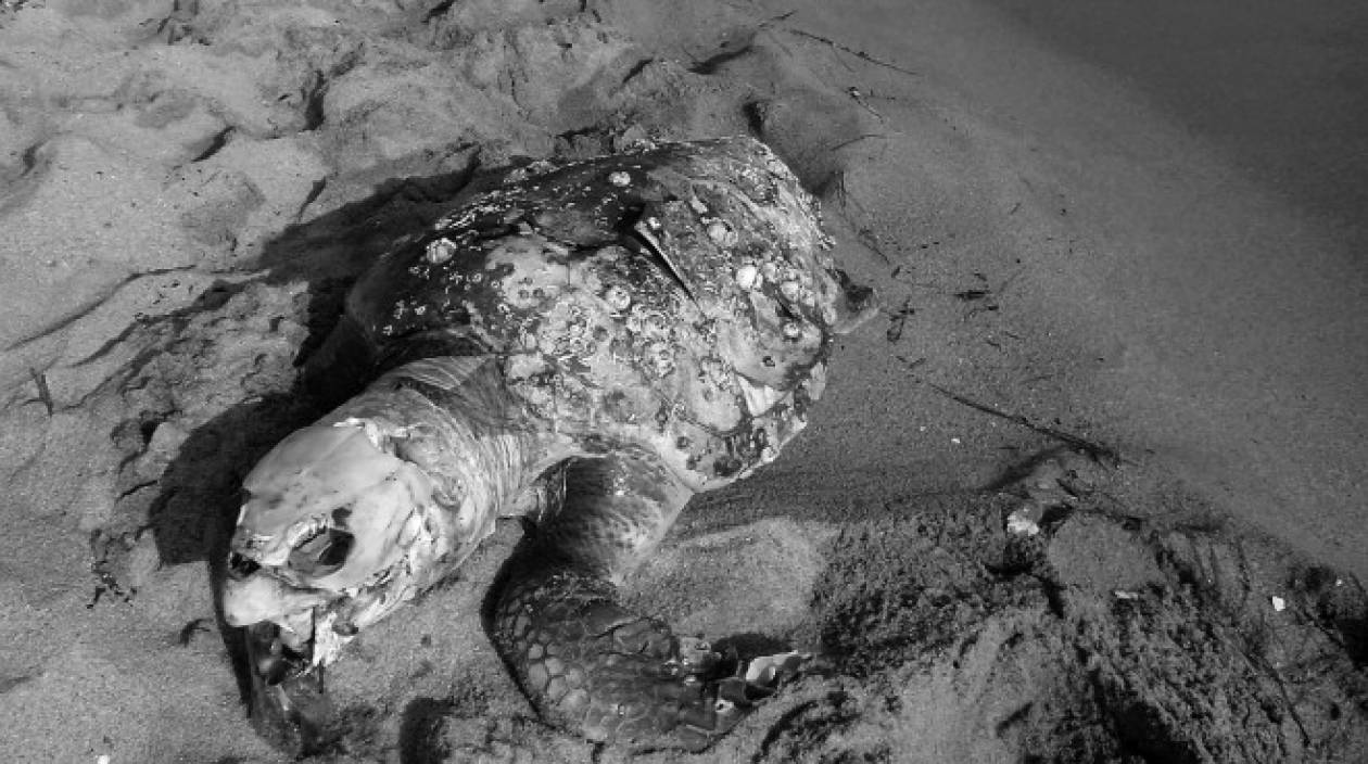 Καβάλα: Νεκρή χελώνα καρέτα-καρέτα στο Περιγιάλι