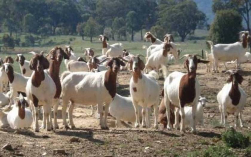 Chalkidiki: They were arrested for stealing... goats