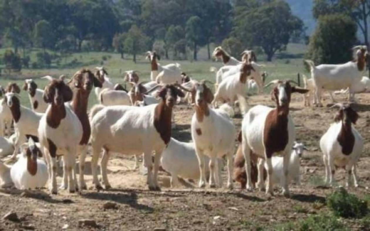 Chalkidiki: They were arrested for stealing... goats