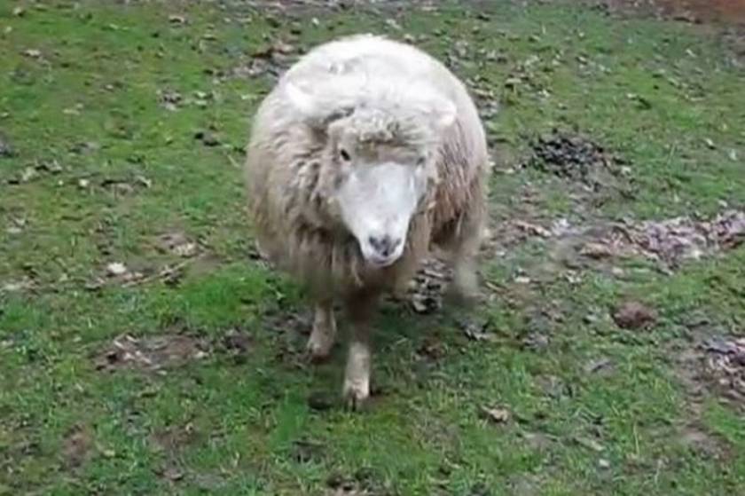 Δείτε το πρόβατο που νομίζει ότι είναι σκύλος (vid)