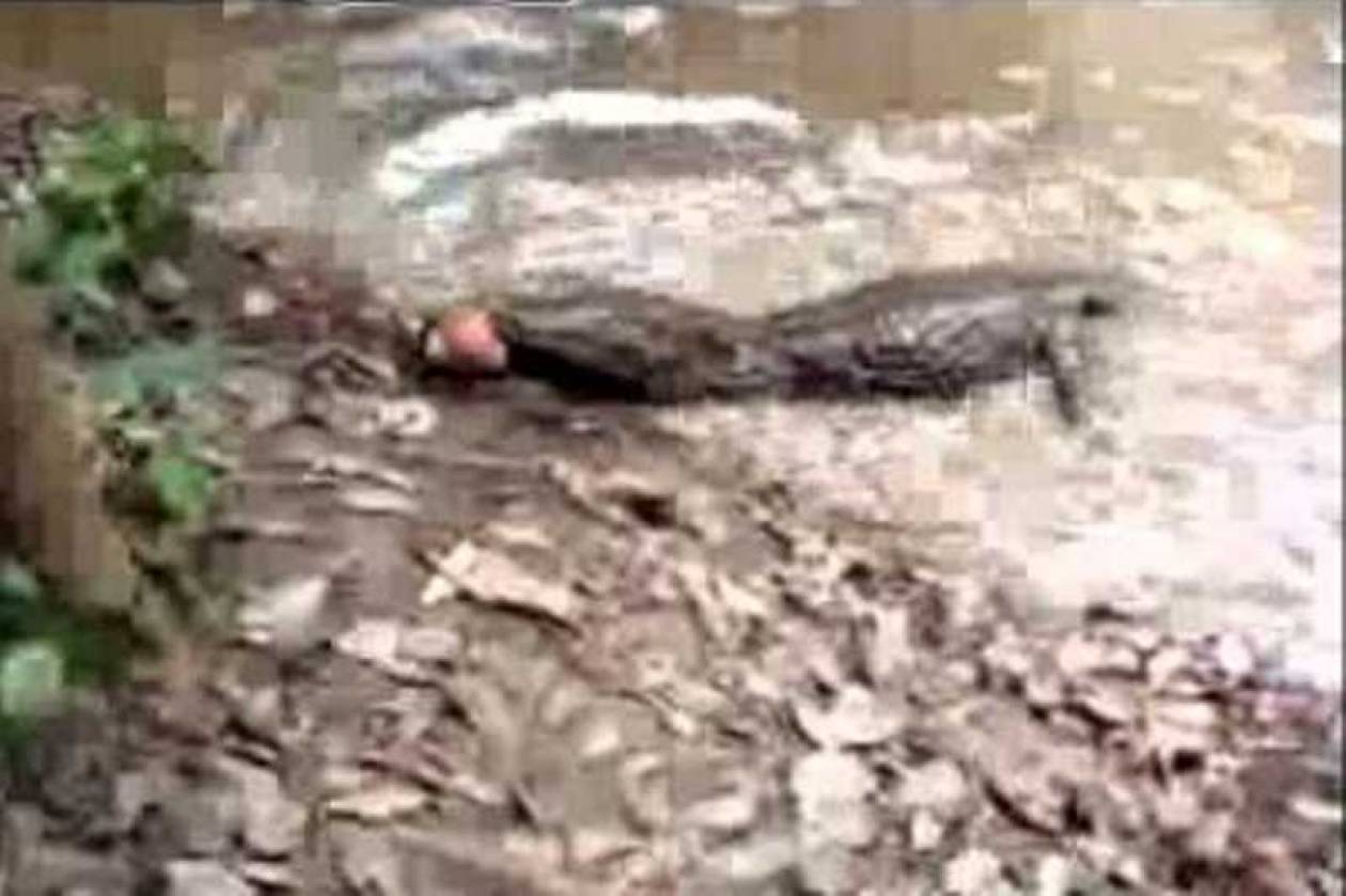 Αλιγάτορας τρώει (;) ηλεκτροφόρο χέλι! (video)