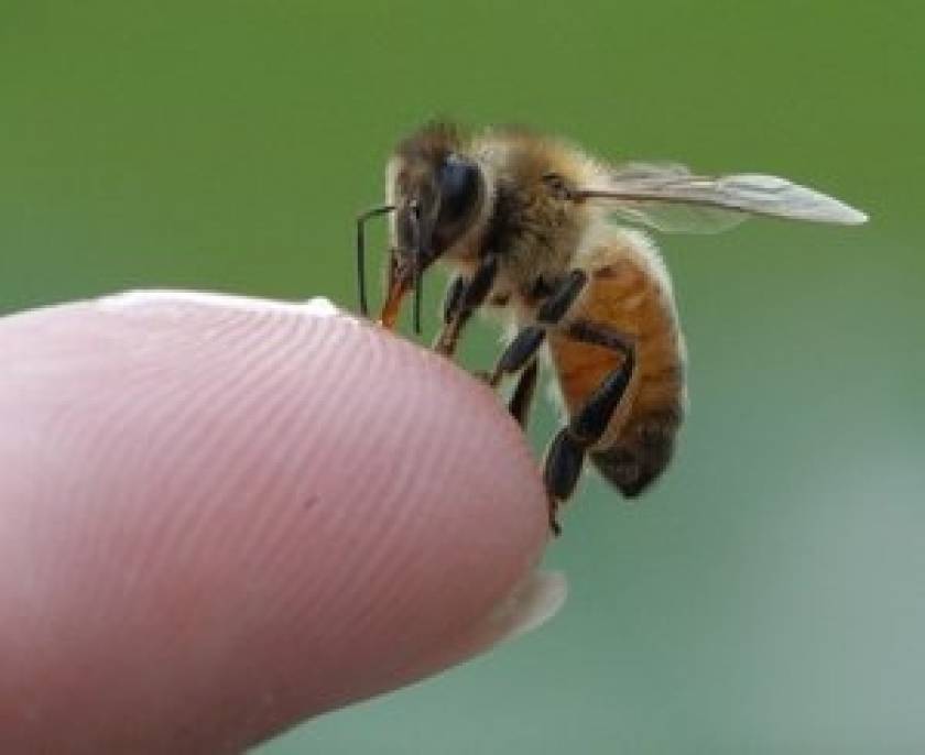 Δείτε πού πονάει περισσότερο το τσίμπημα της μέλισσας