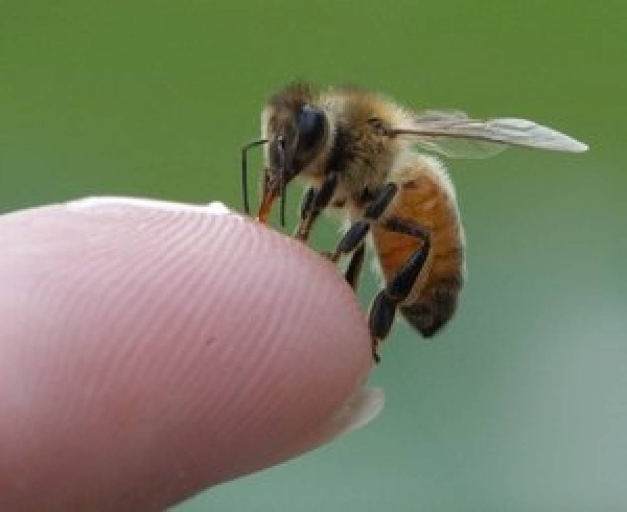 Δείτε πού πονάει περισσότερο το τσίμπημα της μέλισσας