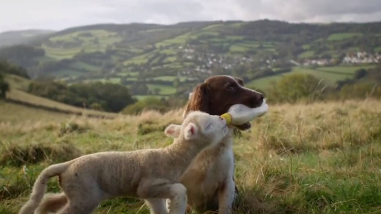 Το γλυκό βίντεο της μέρας: Ο σκύλος και το πρόβατο