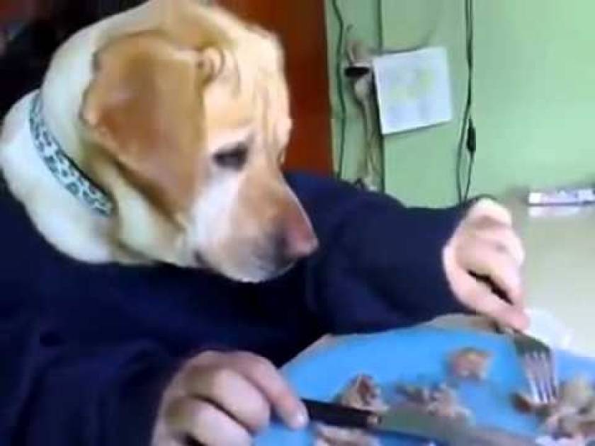 Αυτός ο... σκύλος θα σας τρελάνει! Τρώει με μαχαιροπίρουνα! (βίντεο)