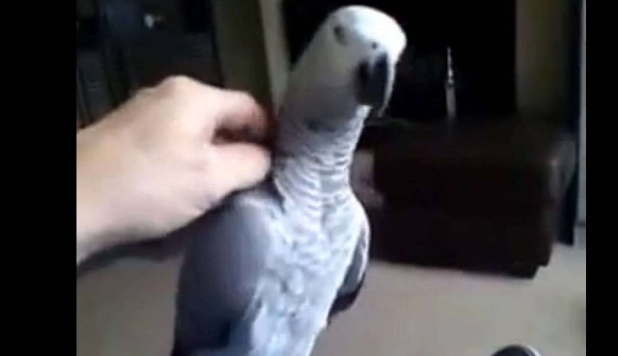 Αυτός ο παπαγάλος δε γουστάρει χάδια. Και το λέει! (video)