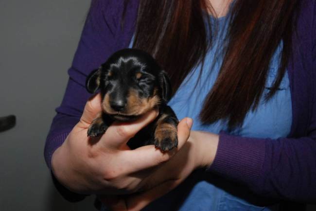 Μίνι… Γουίνι! Το πρώτο κλωνοποιημένο σκυλάκι (video+photos)