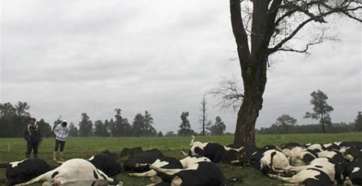 Χιλή: Κεραυνοί σκότωσαν πάνω από 60 αγελάδες! (vid)