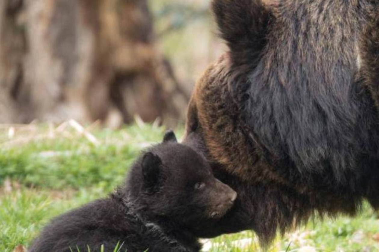 Ελβετία:  Ζωολογικός κήπος θανάτωσε υγιέστατο αρκουδάκι
