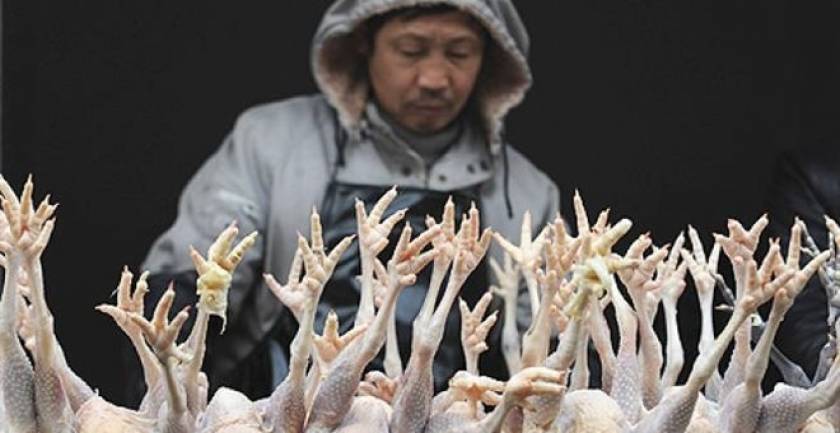 Μαζικές σφαγές πουλερικών στην Ιαπωνία