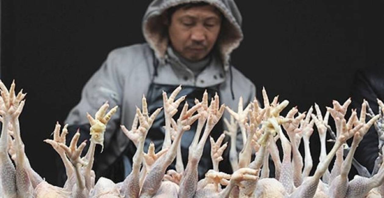Μαζικές σφαγές πουλερικών στην Ιαπωνία