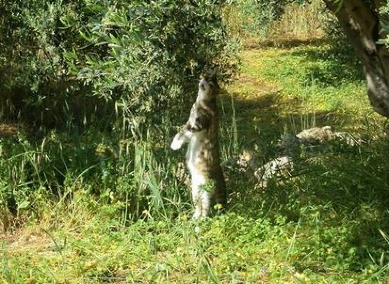 Κρήτη: Εκτόνωσαν το μένος τους – Απαγχόνισαν μία γάτα (photo)