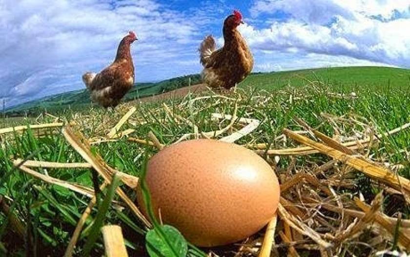 Πώς ξεχωρίζουμε τα φρέσκα αυγά;  Έξυπνο και απλό κόλπο!