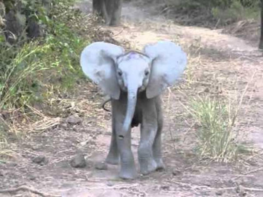 Γενναίο ελεφαντάκι «ορμάει» σε τουρίστες (Video)