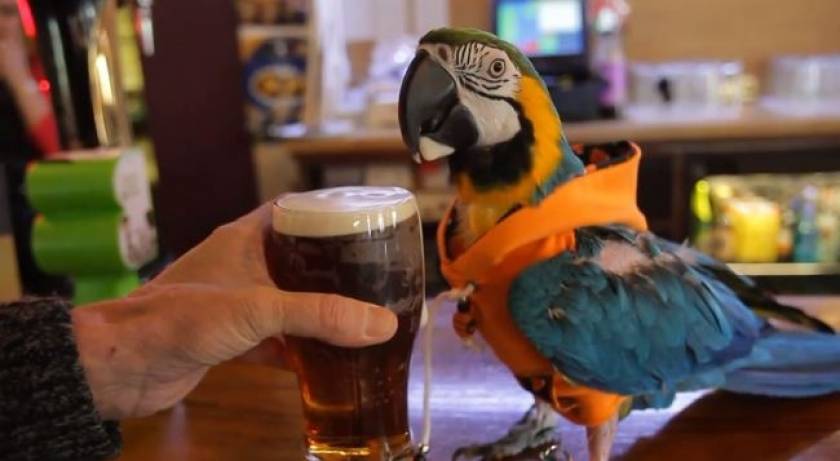 Φοράει κουκούλα, πίνει μπύρα και χτυπιέται! Είναι… παπαγάλος! (video)