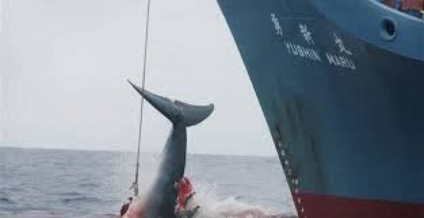 Ιαπωνία: Θα συνεχιστεί η φαλαινοθηρία παρά την απόφαση του ΟΗΕ