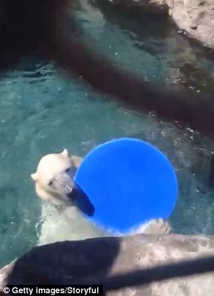 Παίξε και εσύ φρίσμπι με μία πολική αρκούδα! (video)