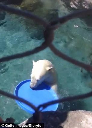 Παίξε και εσύ φρίσμπι με μία πολική αρκούδα! (video)