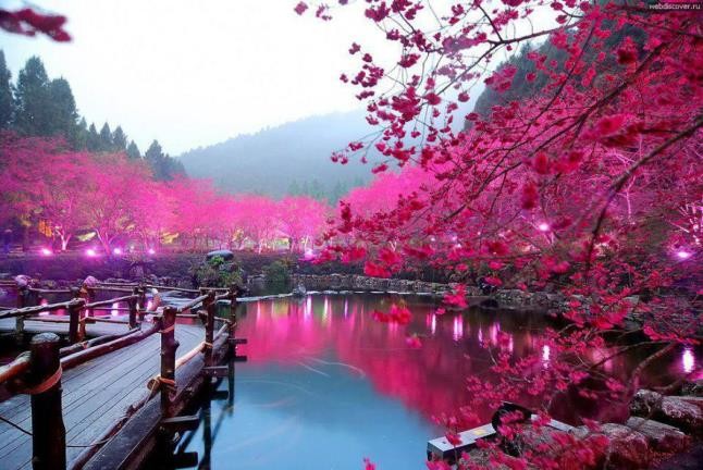 Μοναδικό: Ηanami, οι ανθισμένες κερασιές της Ιαπωνίας (pics)