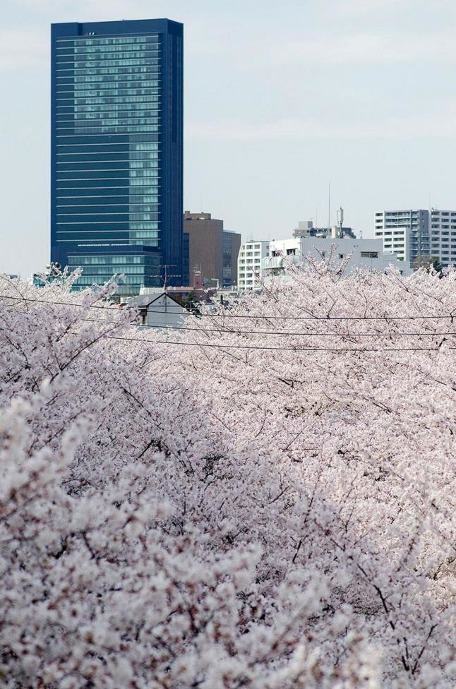 Μοναδικό: Ηanami, οι ανθισμένες κερασιές της Ιαπωνίας (pics)