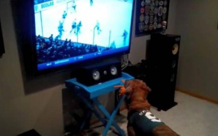 Σκύλος φανατικός με το χόκεϊ! (βίντεο)