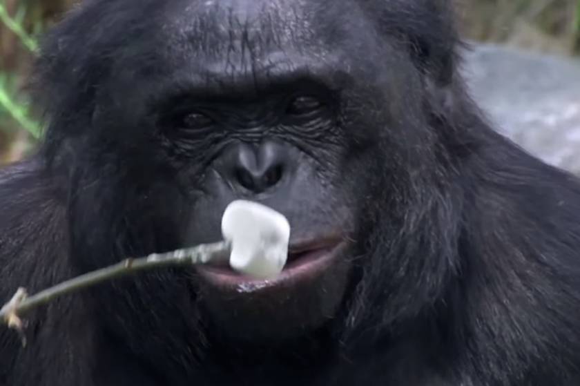 Πίθηκος ανάβει φωτιά και ψήνει marshmallows! (video+photos)