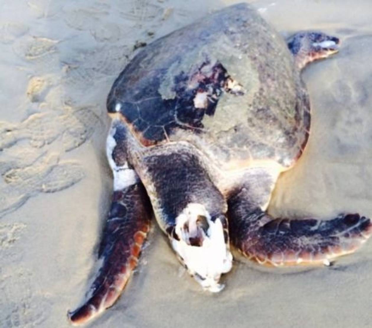 Νάξος: Χελώνα ξεβράστηκε νεκρή σε παραλία