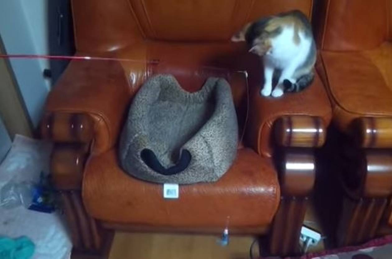 Το καλύτερο βίντεο με γάτες στην ιστορία!