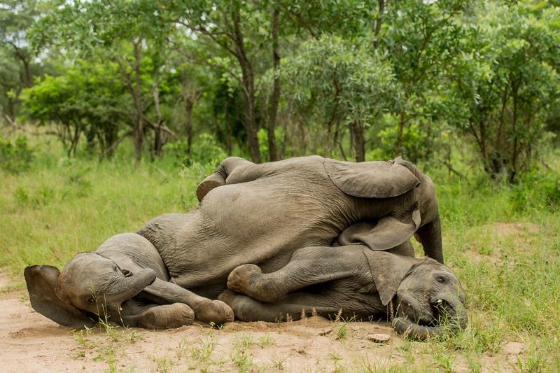 Ελέφαντες… λιώμα μετά από μεθύσι! (photos)