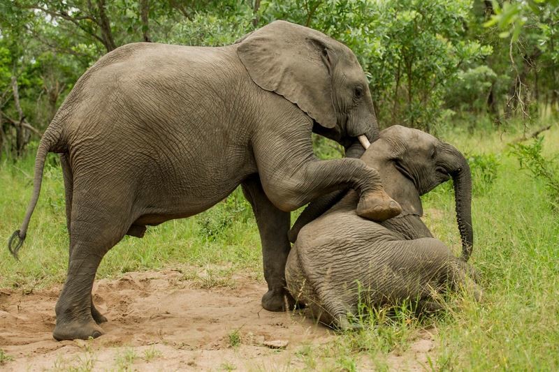 Ελέφαντες… λιώμα μετά από μεθύσι! (photos)