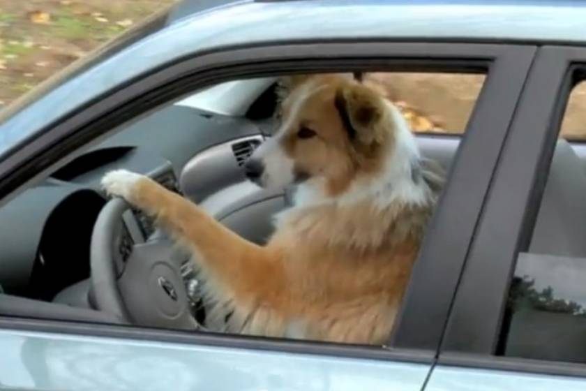 Σκύλος έκλεψε αυτοκίνητο! (video)