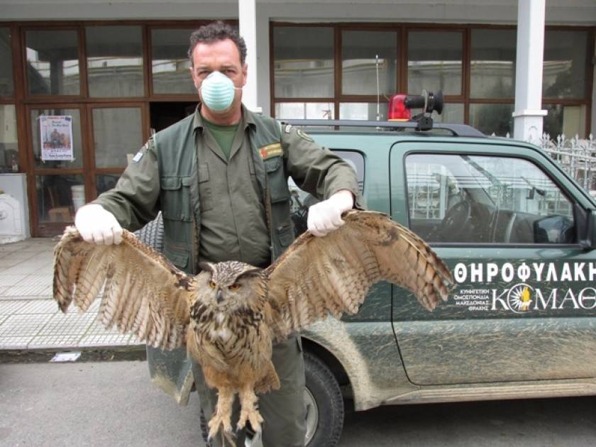 Πιερία: Θηροφύλακας μετέφερε αρπακτικό πουλί για παροχή α΄ βοηθειών