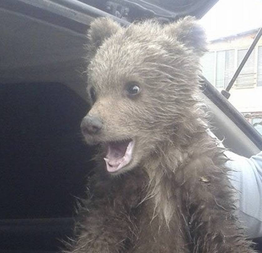 Μικρό αρκουδάκι βρέθηκε στην Καστοριά (pic)