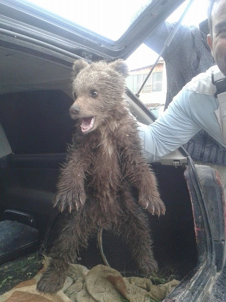 Μικρό αρκουδάκι βρέθηκε στην Καστοριά (pic)