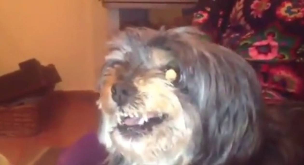 Ένας σκύλος… αντί-Μπαρτσελόνα! (video)