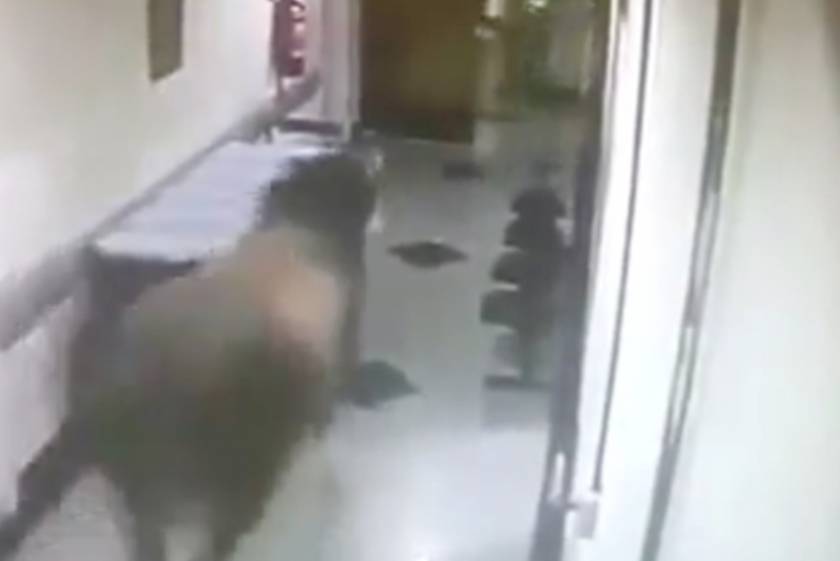Βραζιλία: Βουβάλι εισέβαλε σε νοσοκομείο! (video)