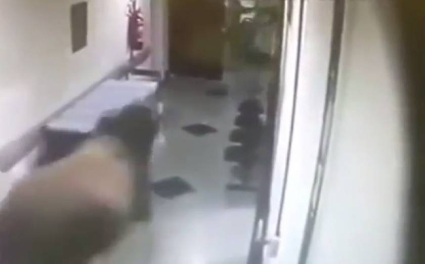 Πανικός σε νοσοκομείο όταν μπήκε μέσα ένα... βόδι! (βίντεο)